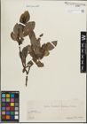 Foto von Salix hastata L.